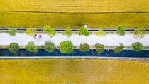 Harvesting season: fields of yellow crops seen from above, including a straight road lined with trees in the middle of the image. Harvesting season: fields of yellow crops seen from above, including a straight road lined with trees in the middle of the image.