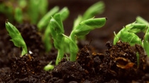 The picture shows a close-up of several green seedlings emerging from dark soil. The seedlings have small, tender leaves that are just beginning to unfold. The picture shows a close-up of several green seedlings emerging from dark soil. The seedlings have small, tender leaves that are just beginning to unfold.